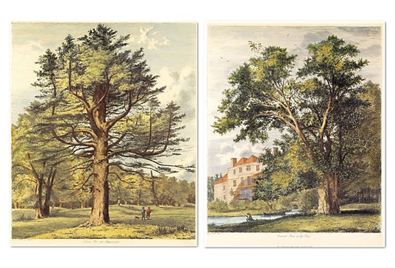 Jacob G. Strutt, Trees II, Set of Two on OneKingsLane.com