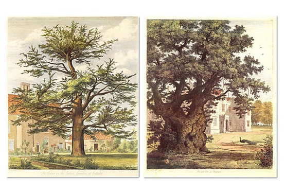 Jacob G. Strutt, Trees III, Set of Two on OneKingsLane.com