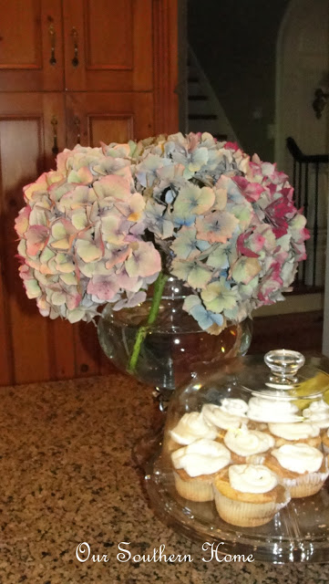 Hydrangea Beauties