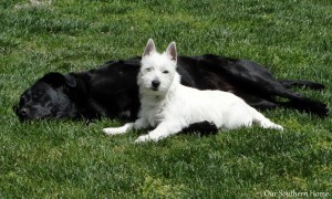 Simply Southern Outdoor Dining with Our Southern Home #outdoordining #outdoorliving