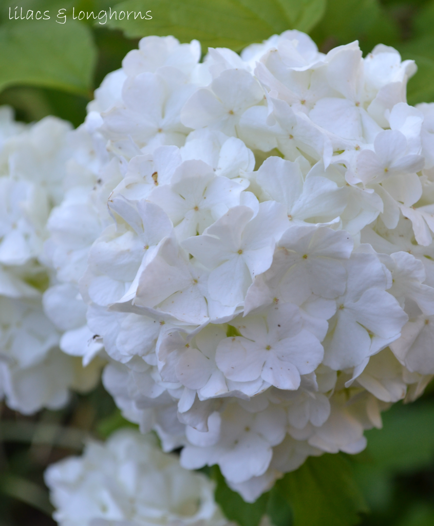 viburnum