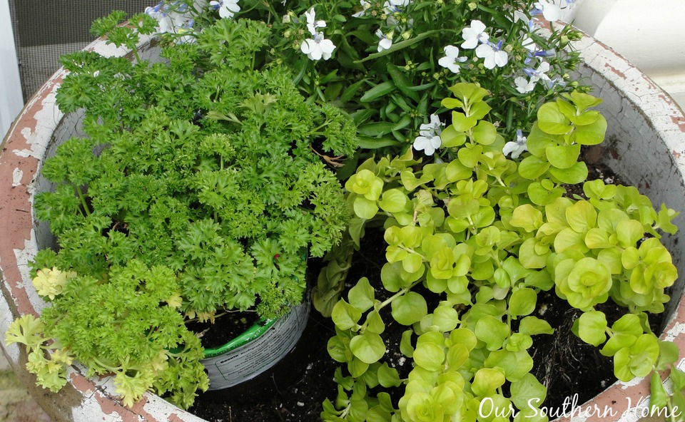 Painting Garden Pots with Annie Sloan Chalk Paint via Our Southern Home