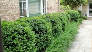 Ryobi Outdoors 40-V Lithium Hedge Trimmer via Our Southern Home #RyobiOutdoors
