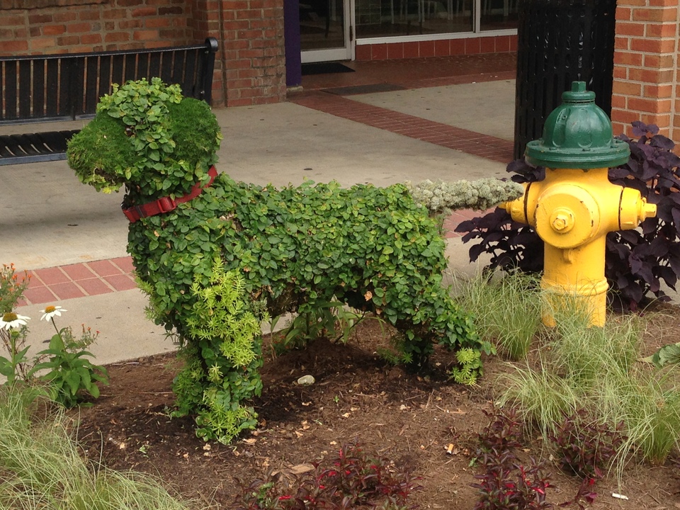 SC Festival of Flowers in Greenwood, SC via Our Southern Home #flowers