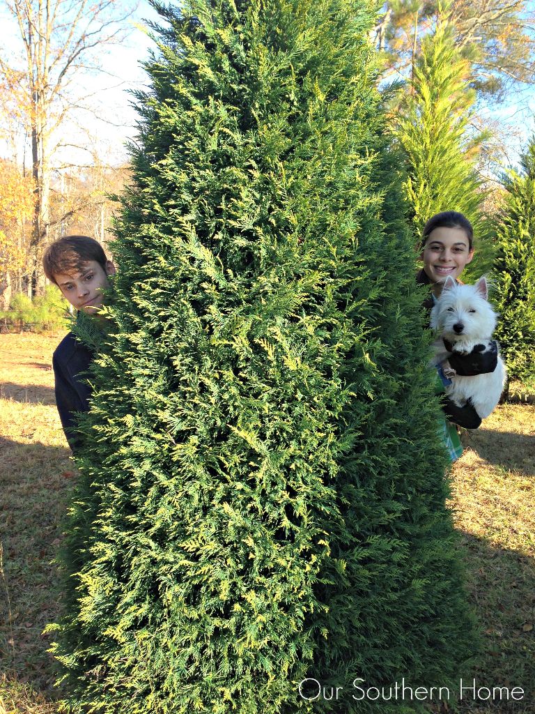 Christmas trees from Our Southern Home....tips for an inexpensive tree ribbon!