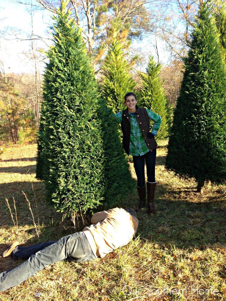 Christmas trees from Our Southern Home....tips for an inexpensive tree ribbon!