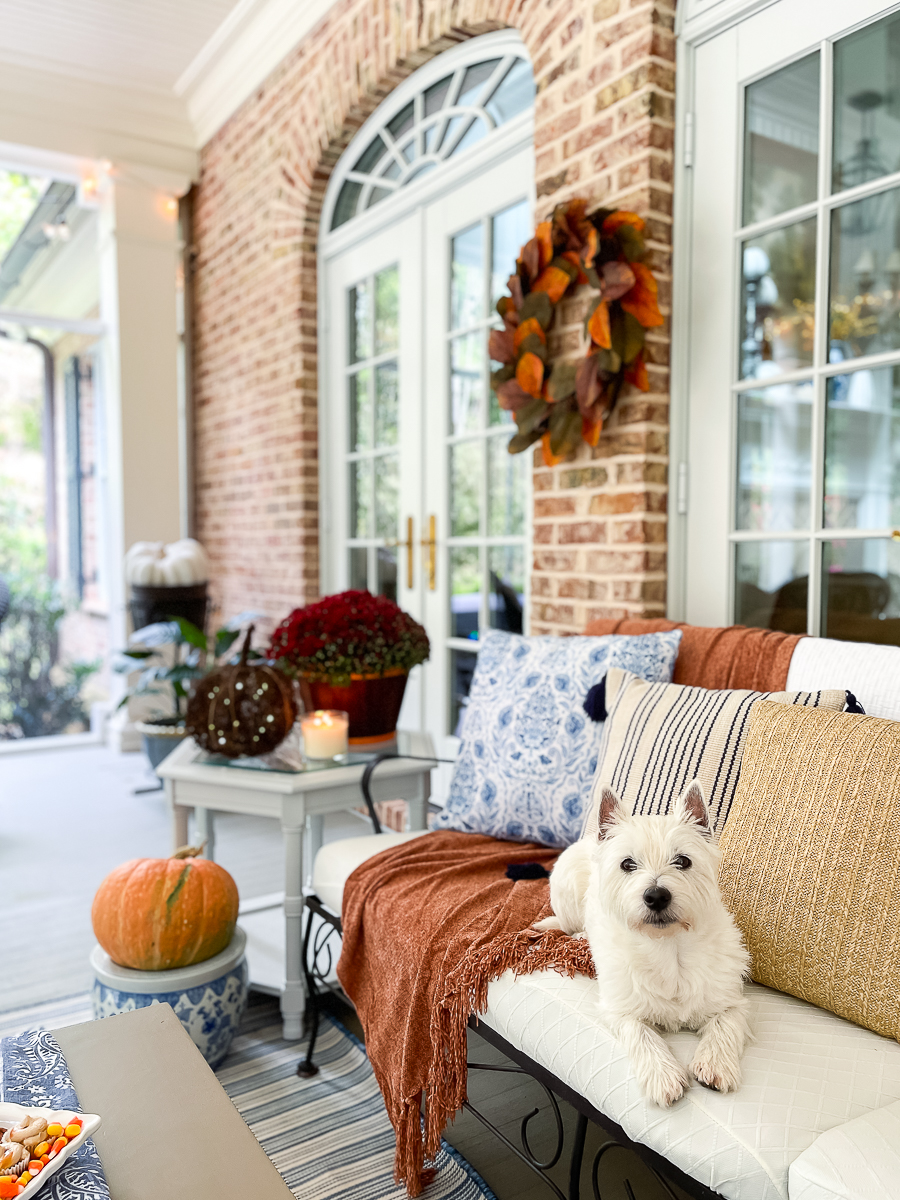 dog sitting on a couch on screened porch with fall decor