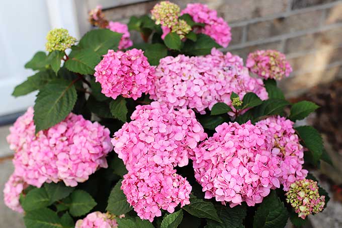 Image for How To Grow Hydrangea In Pots