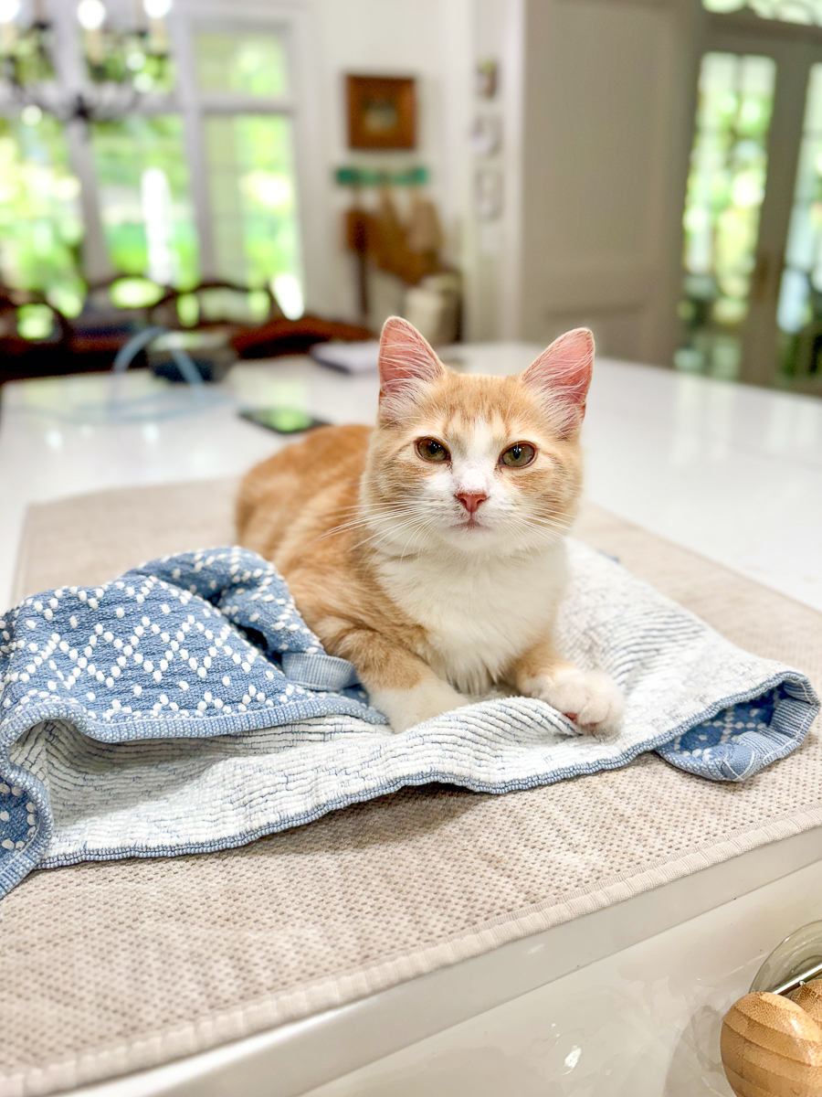 Orange kitten named Cleo sitting on a blue blanket in the kitchen.