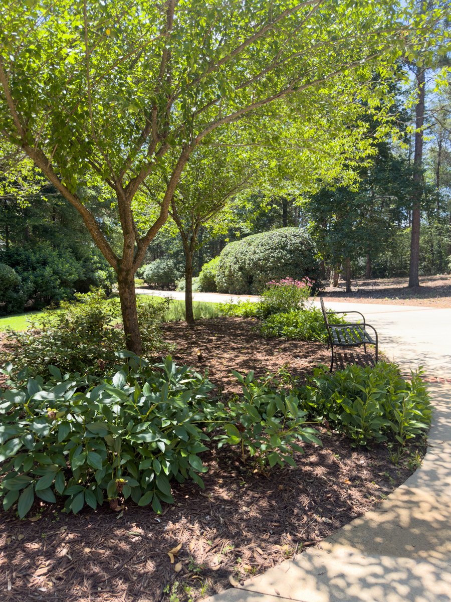 Curved flower bed with mature shrubs and shade trees in a Southern landscape