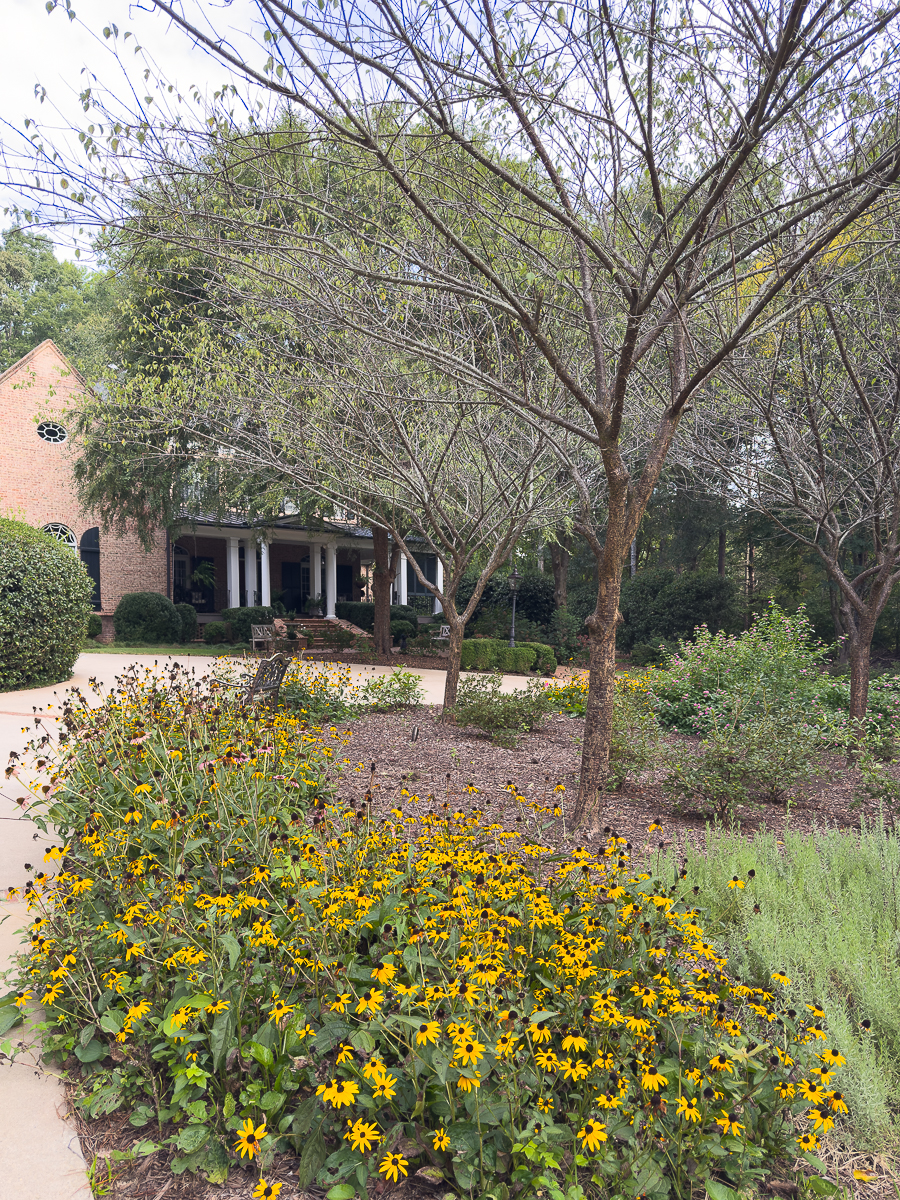 Black-eyed Susan flowers blooming in a front yard garden with brick home in background.
