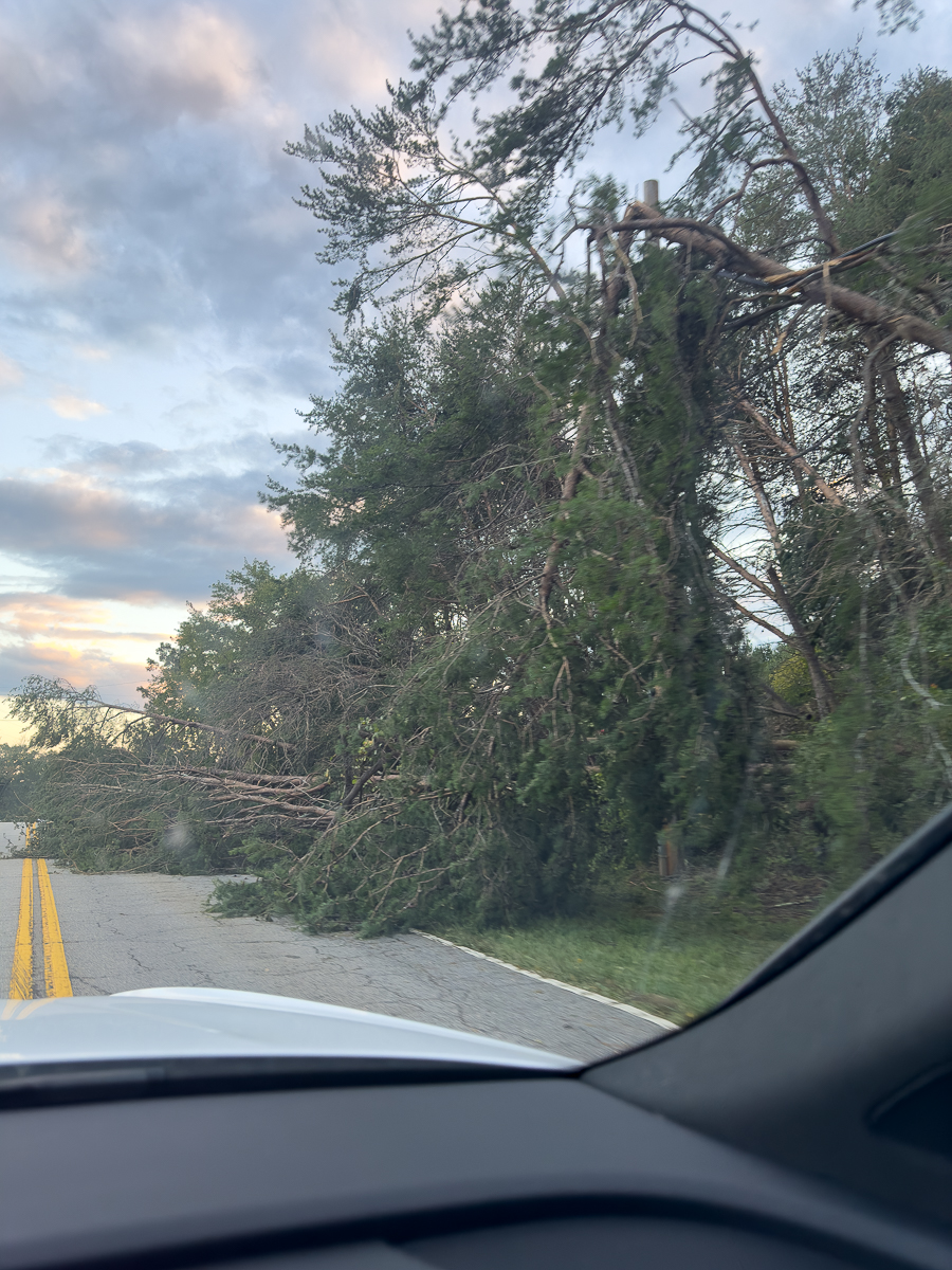 downed trees