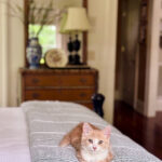 Vintage thrifted oak mirror after refinishing styled in bedroom with orange kitten