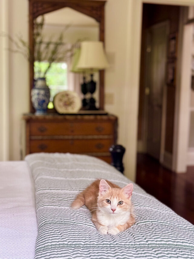 Vintage thrifted oak mirror after refinishing styled in bedroom with orange kitten