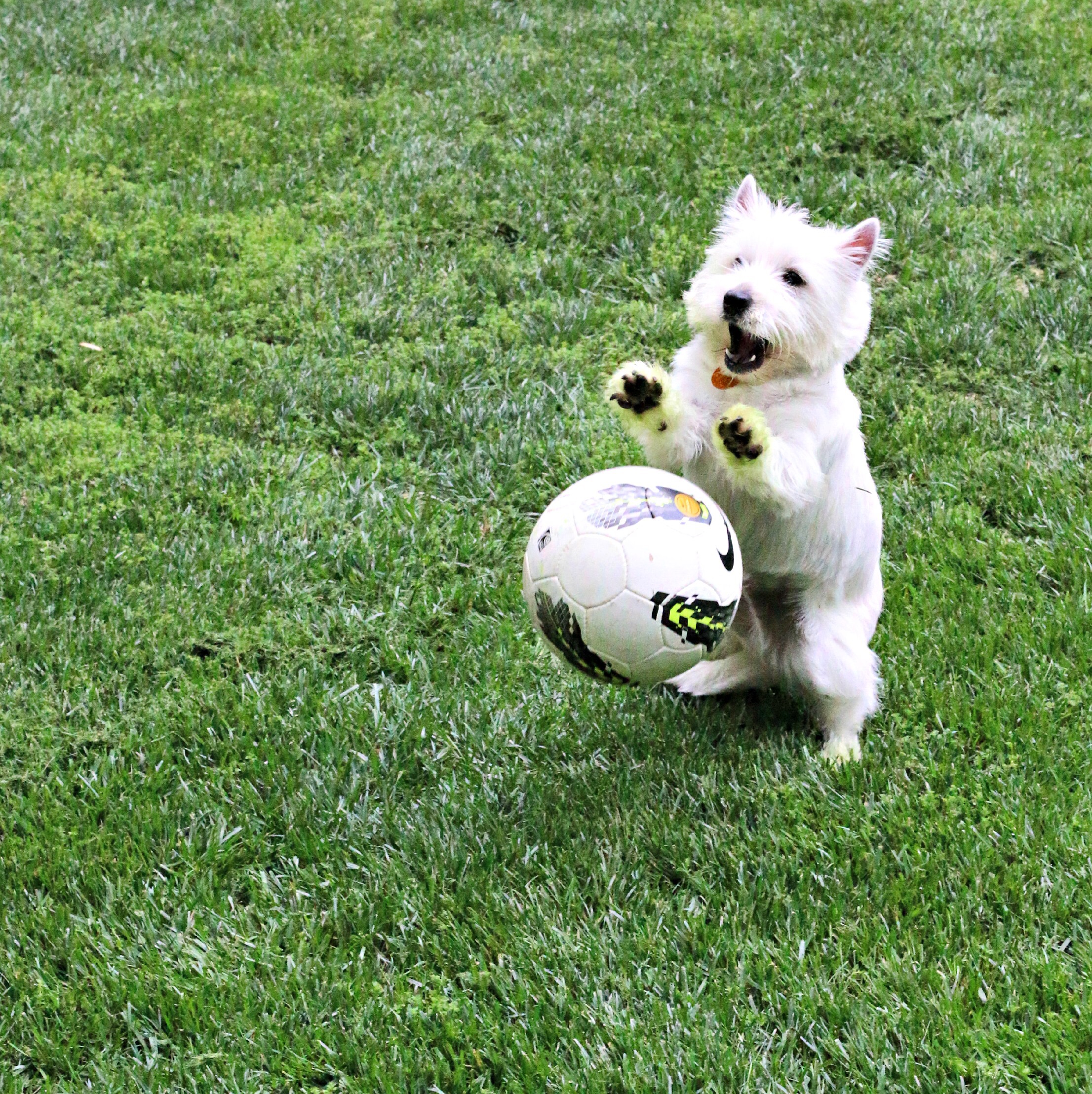 dog with ball