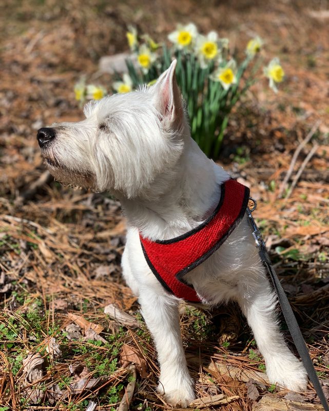 westie dog