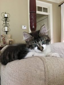 kitten