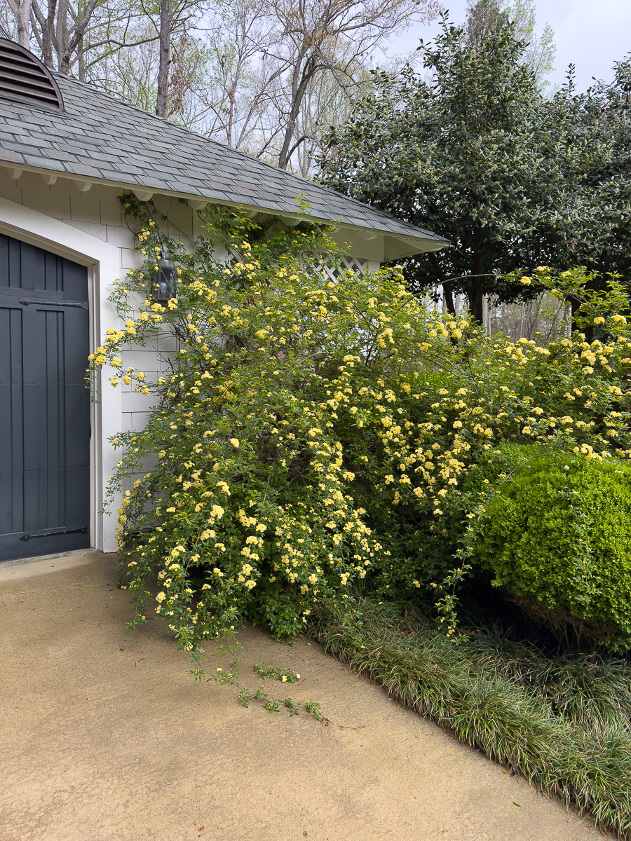 rose bush