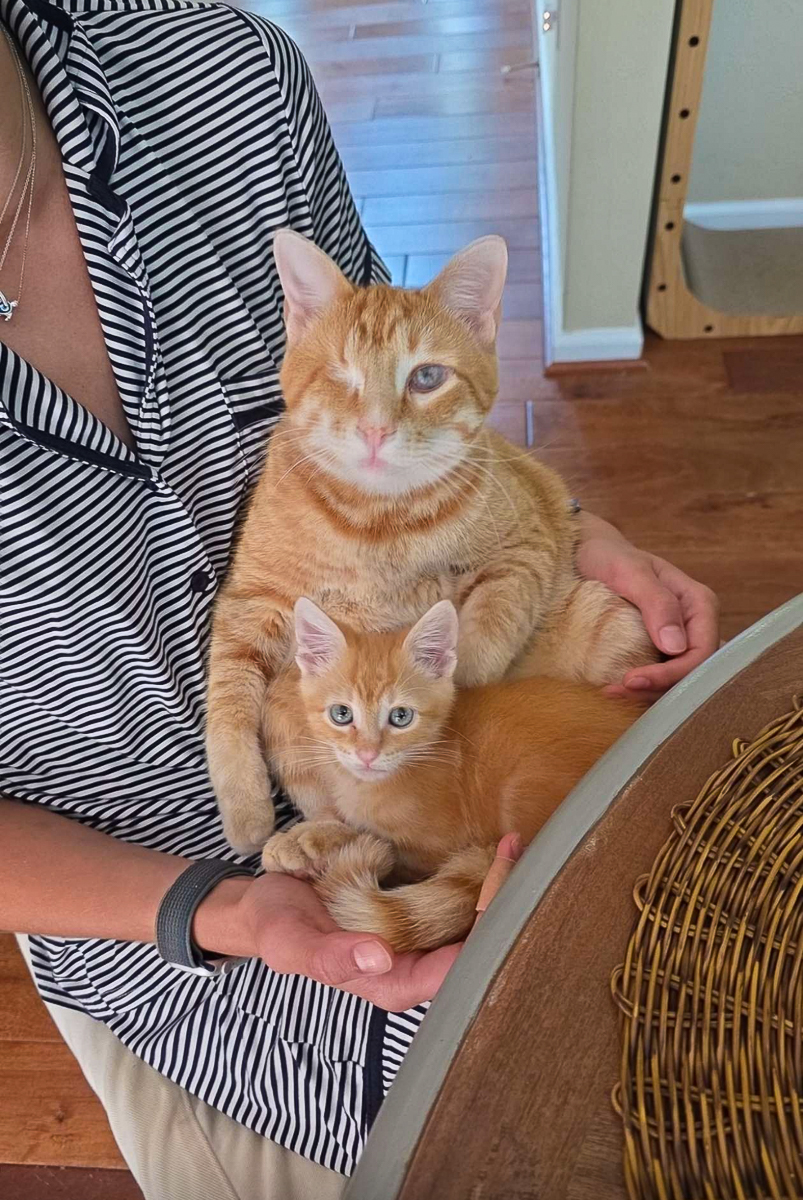 orange cats