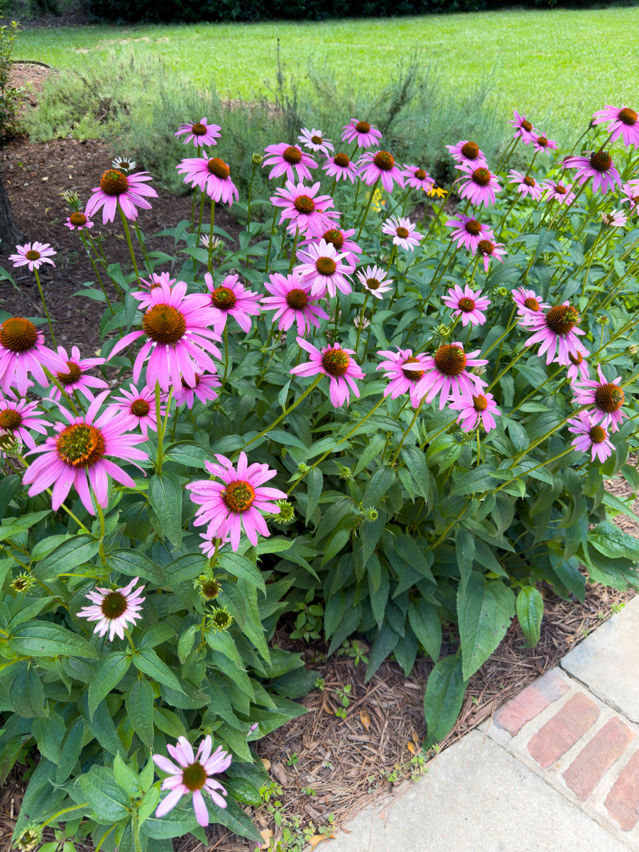 Pink purple coneflowers blooming in a Southern perennial garden