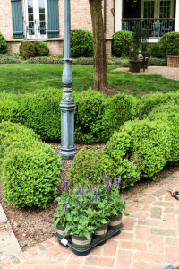 Get your yard ready for summer by planting this spring with plants from Monrovia. #ad #GrowBeautifully #MonroviaPlants