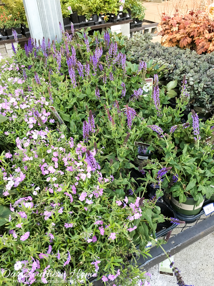 Get your yard ready for summer by planting this spring with plants from Monrovia. #ad #GrowBeautifully #MonroviaPlants