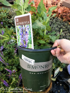 Get your yard ready for summer by planting this spring with plants from Monrovia. #ad #GrowBeautifully #MonroviaPlants
