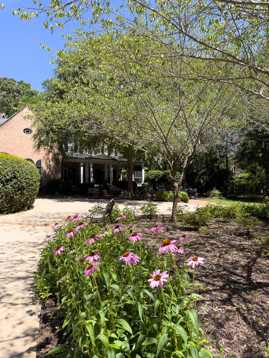coneflower along the drive
