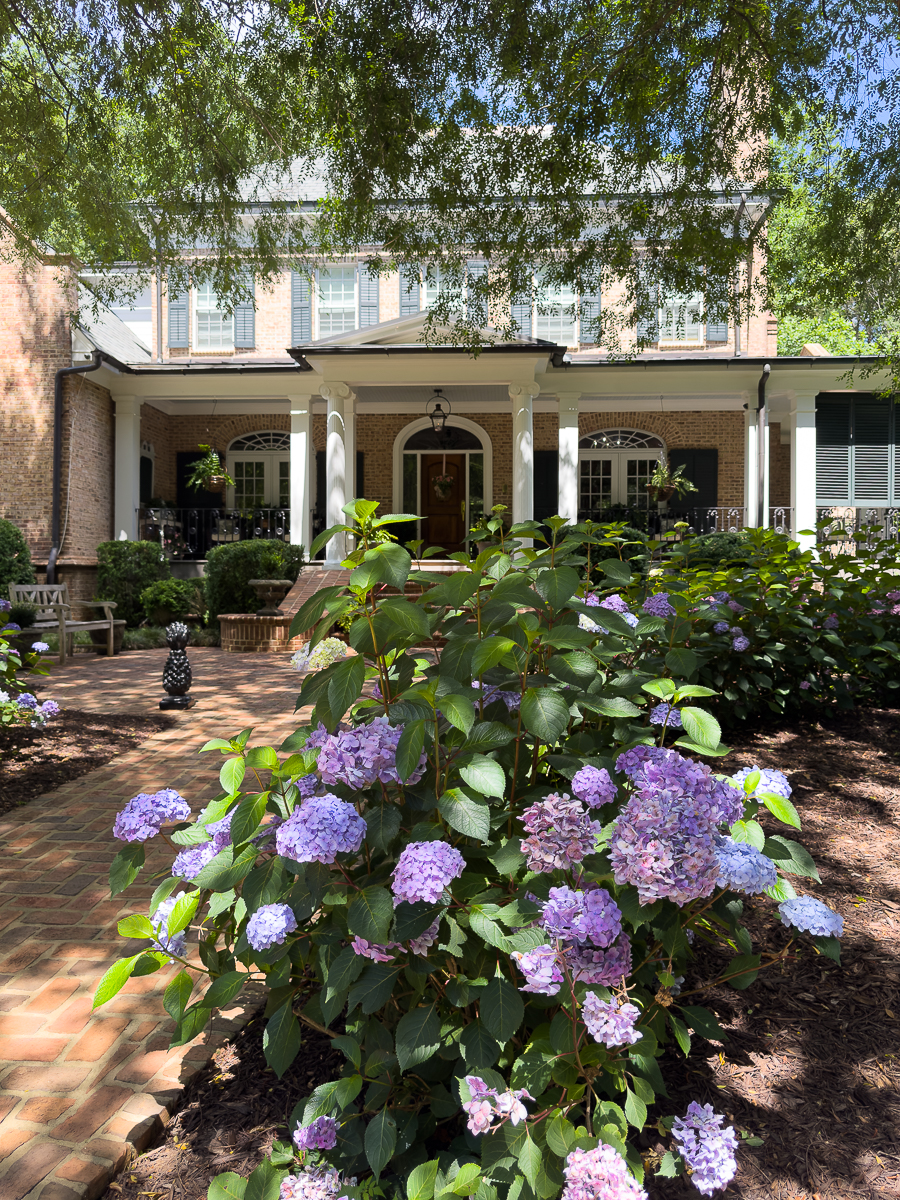 hydrangeas in front of brick house