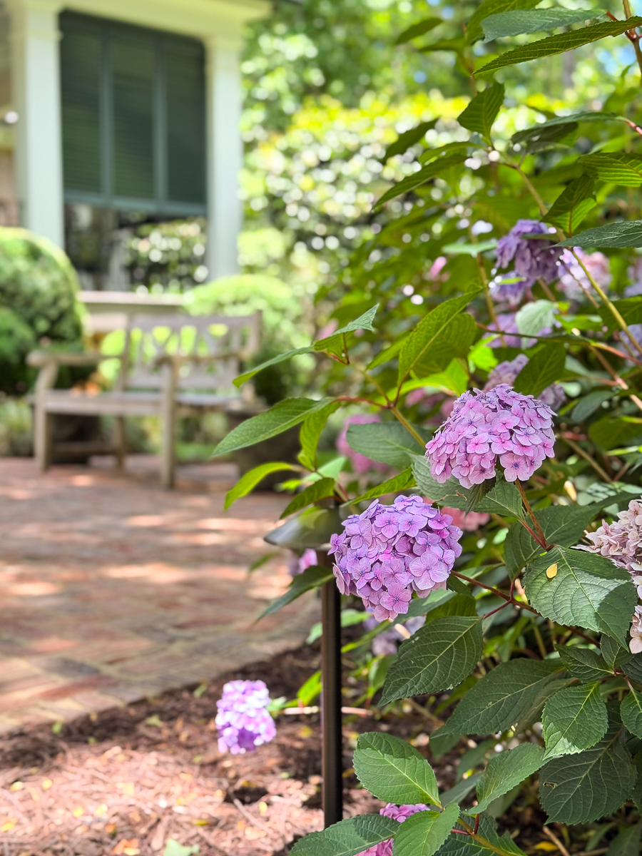 purple hydrangeas