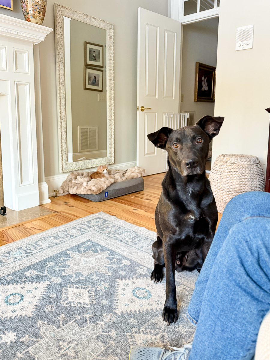 Black dog sitting indoors on a patterned rug