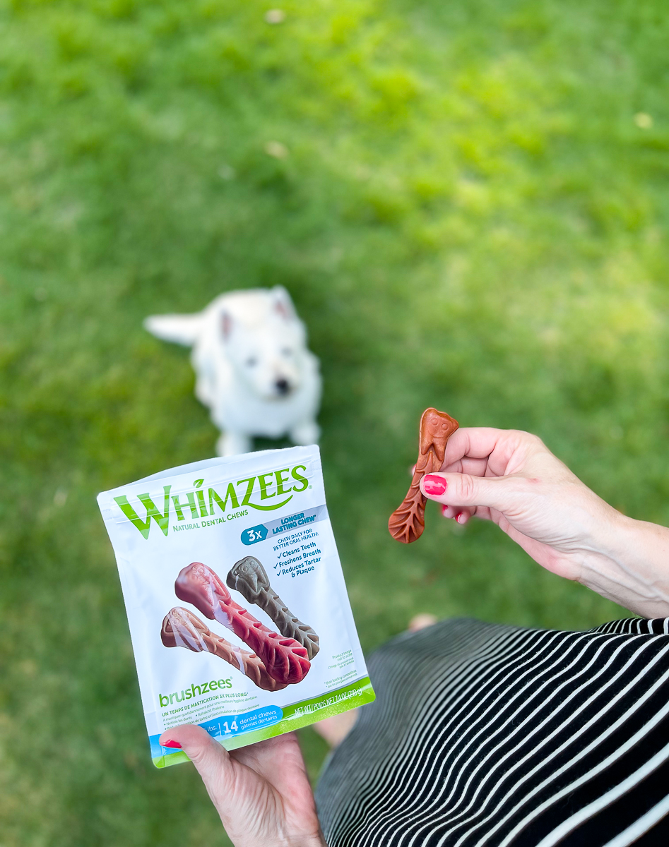 dog with chew