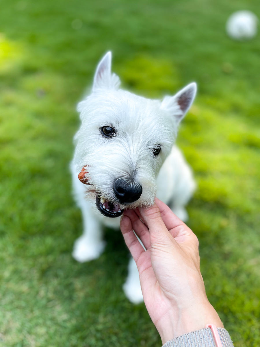 dog