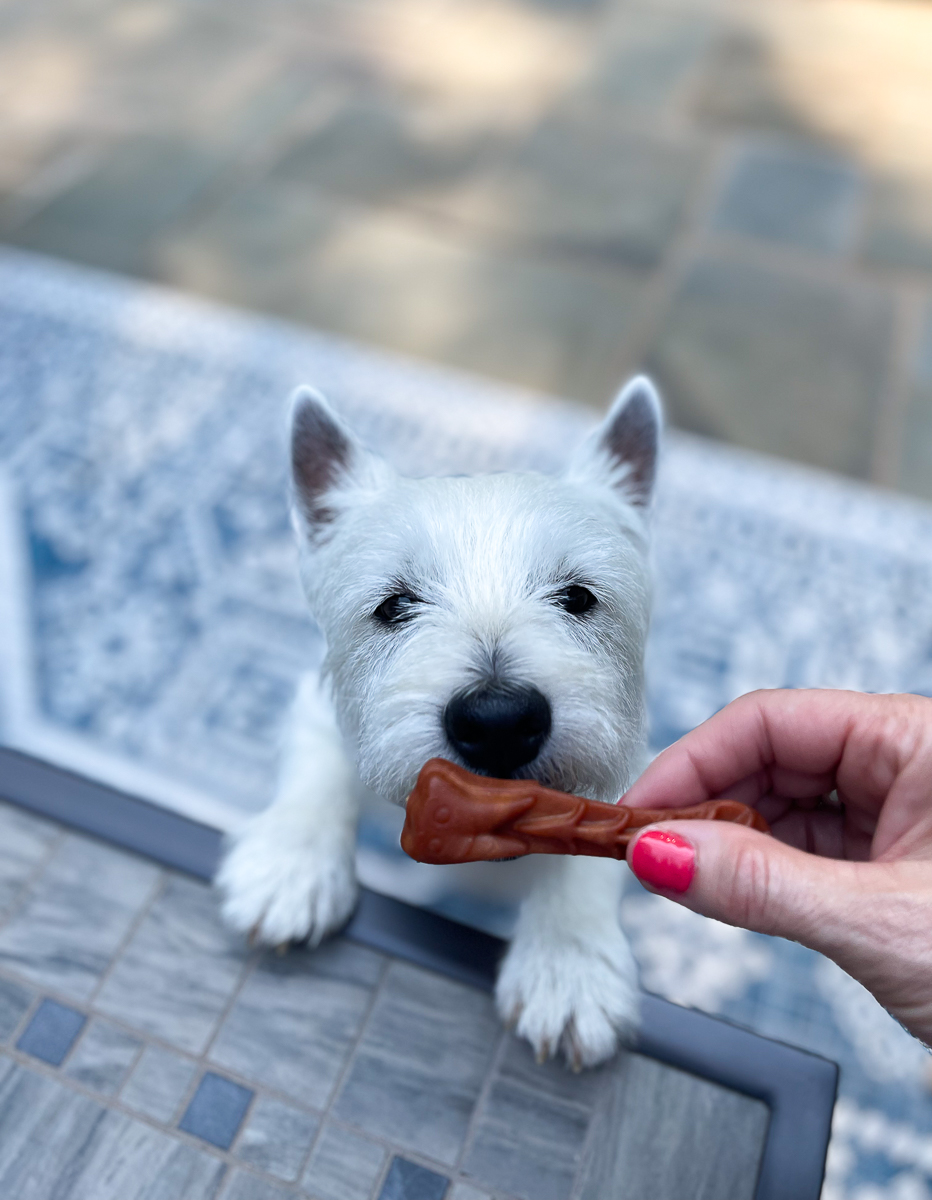 dog with a chew