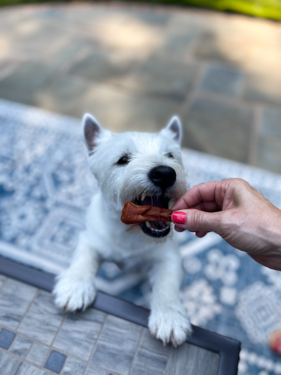 dog with a dental chew