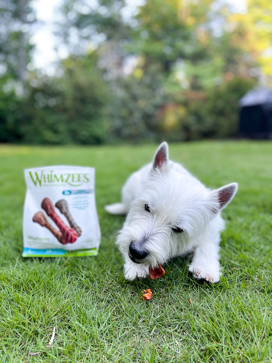 dog with a dental chew