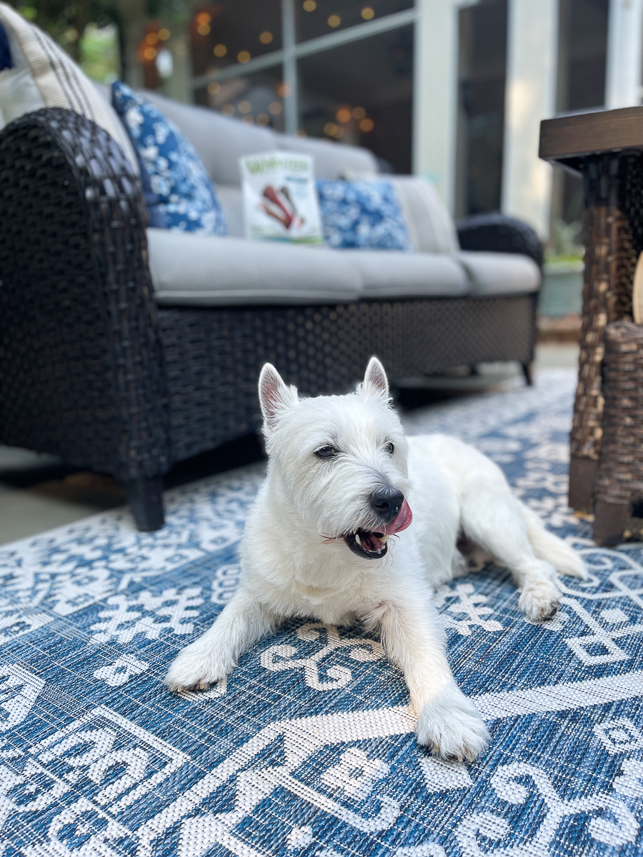 westie on patio