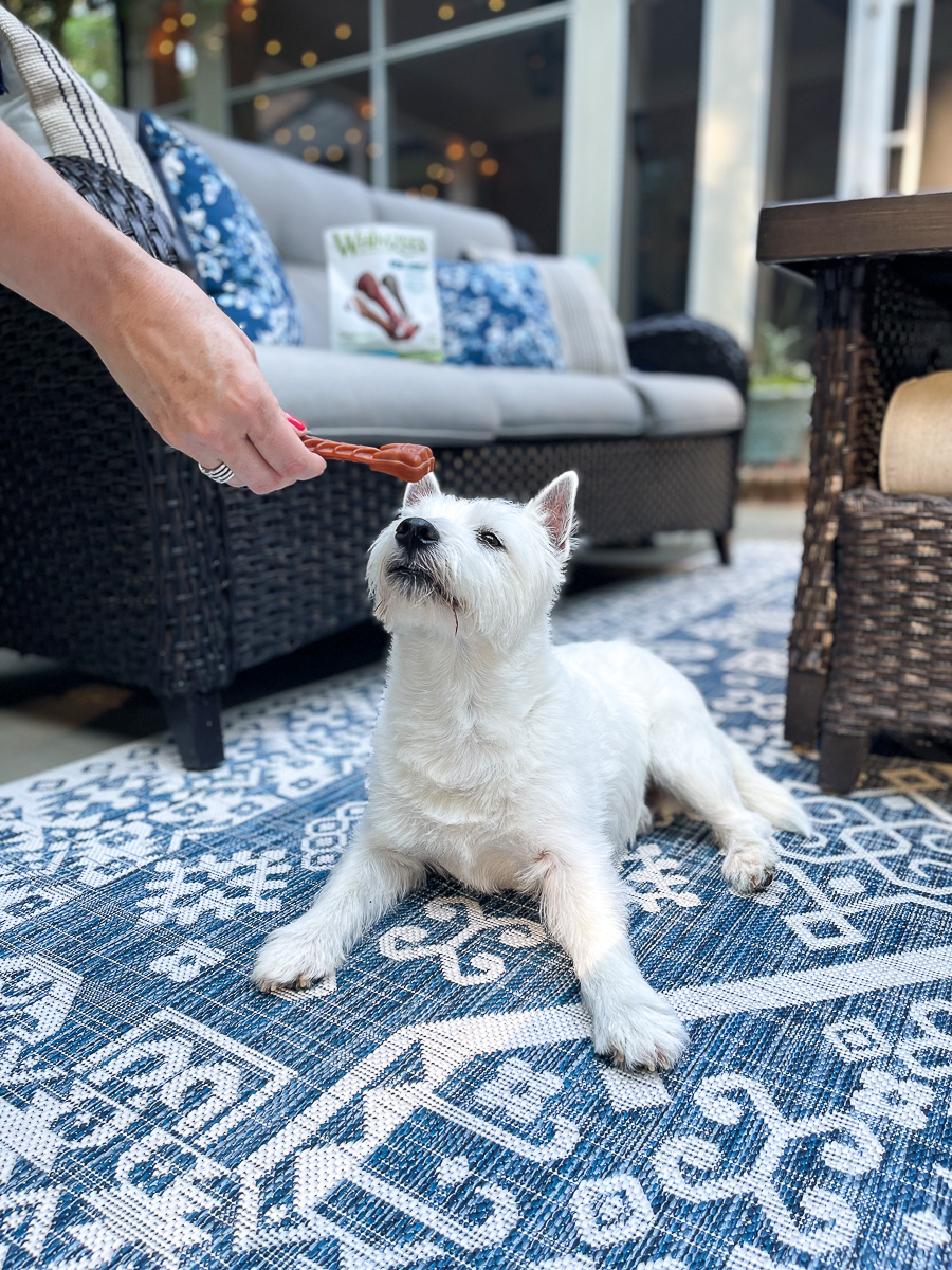 dog with chew