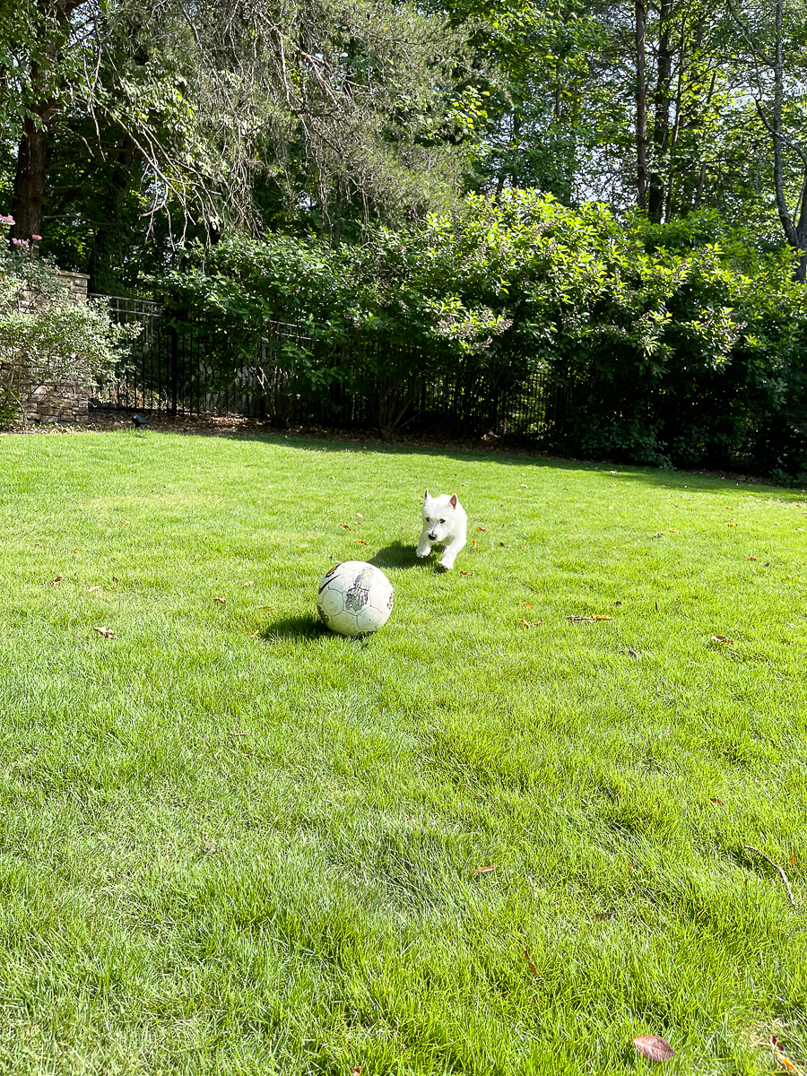 dog chasing ball