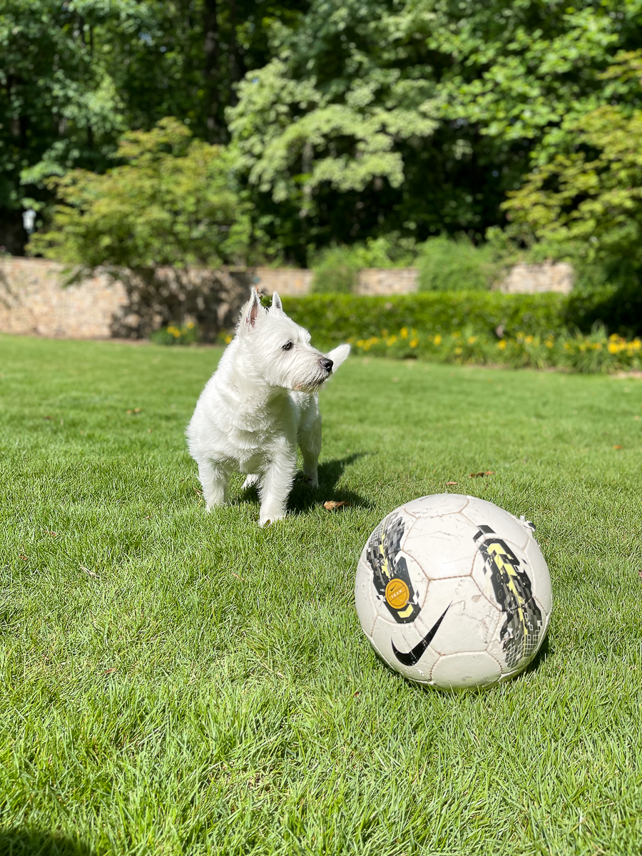 dog with ball