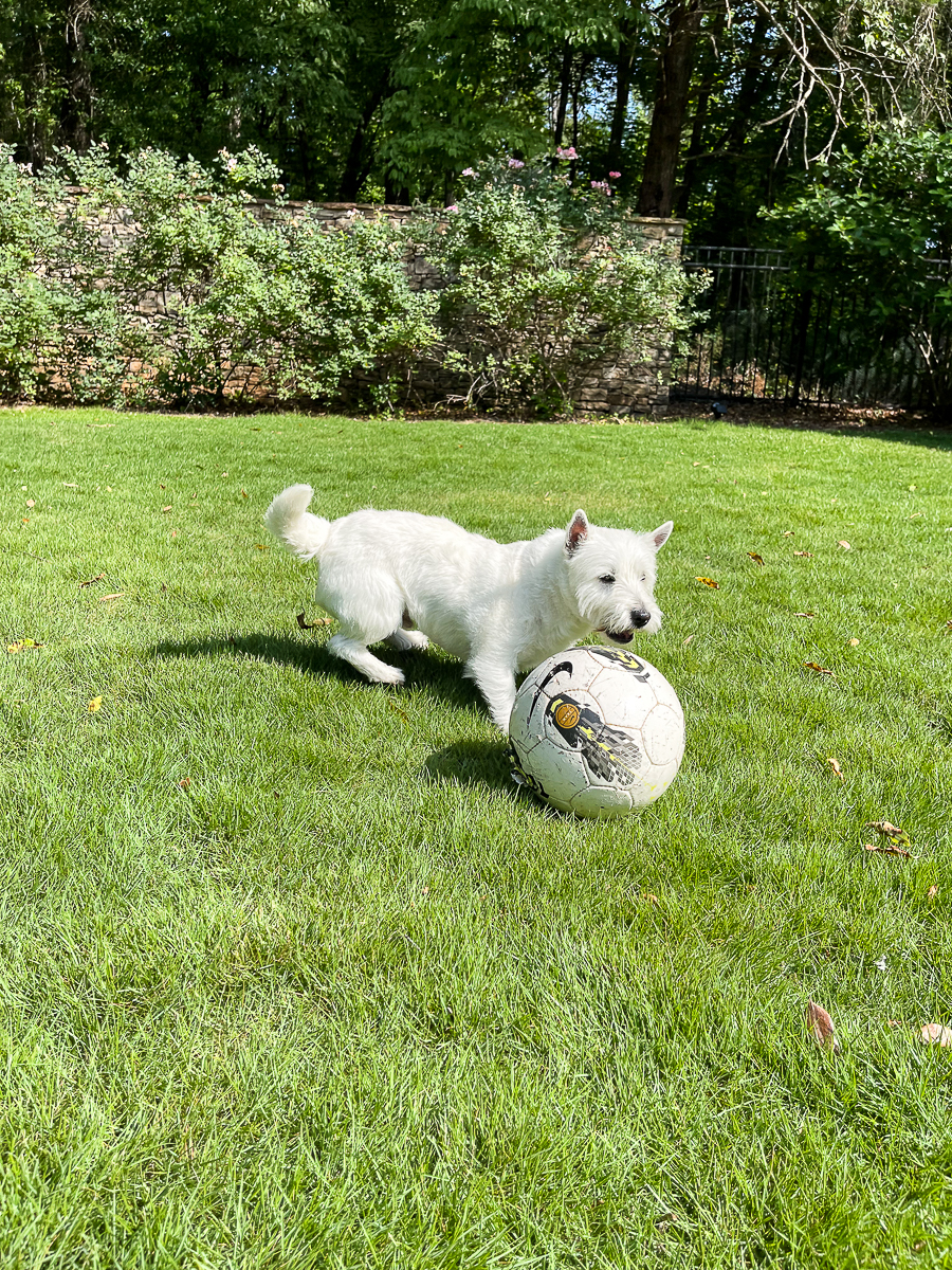 dog in yard