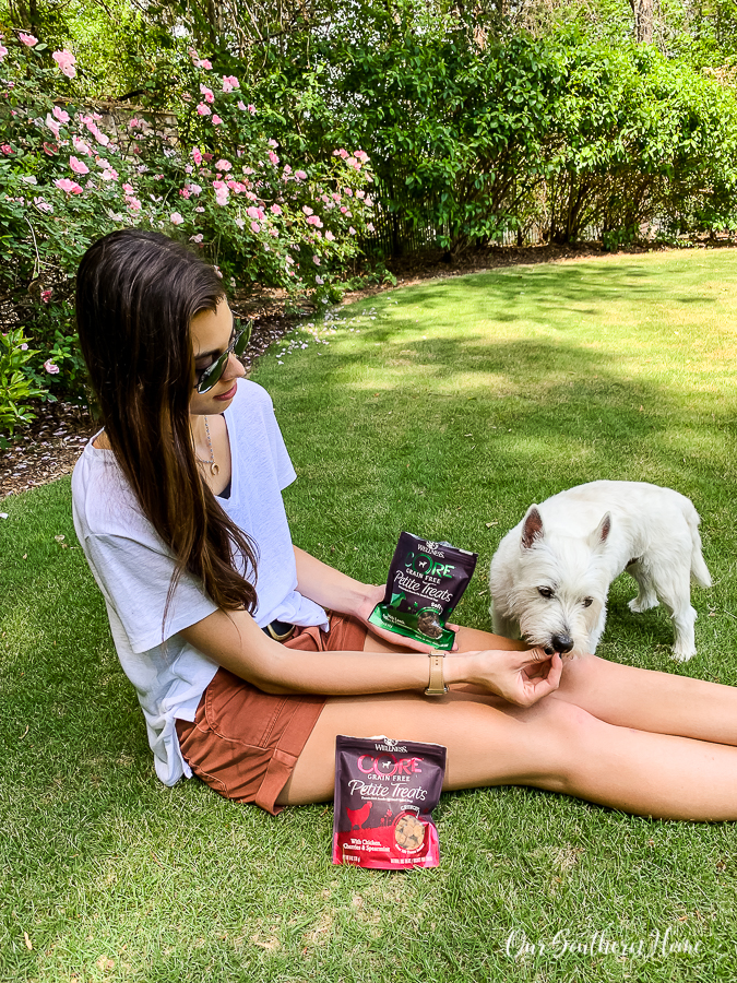 westie eating with a girl