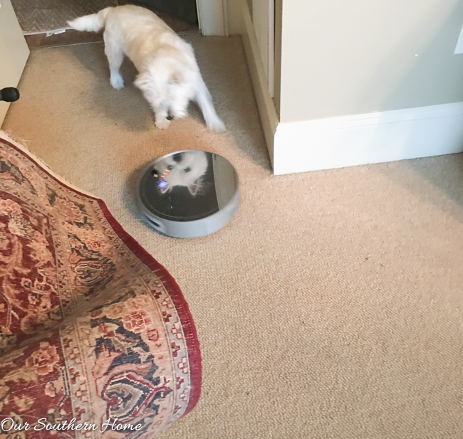 Robotic vacuum, Bobsweep, to the rescue and how it in our home! #ad #bobsweep #bObiPet