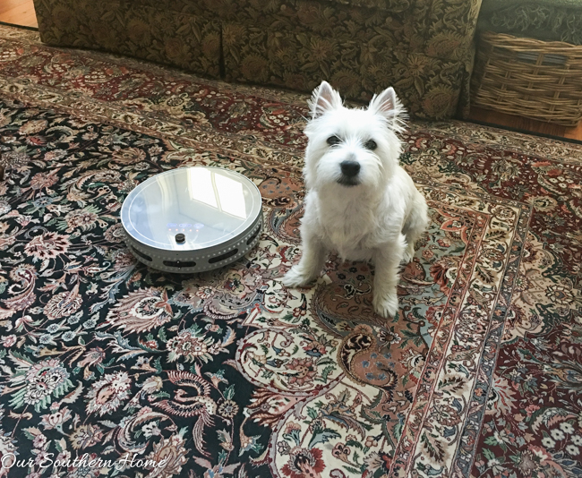 Robotic vacuum, Bobsweep, to the rescue and how it in our home! #ad #bobsweep #bObiPet