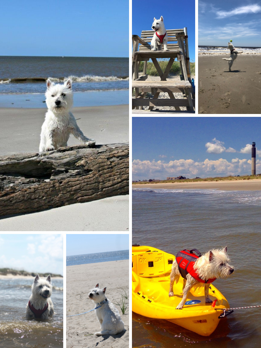 dog at beach