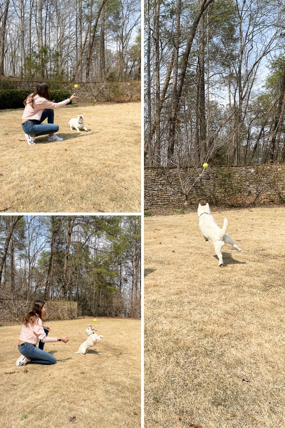 dog catching ball