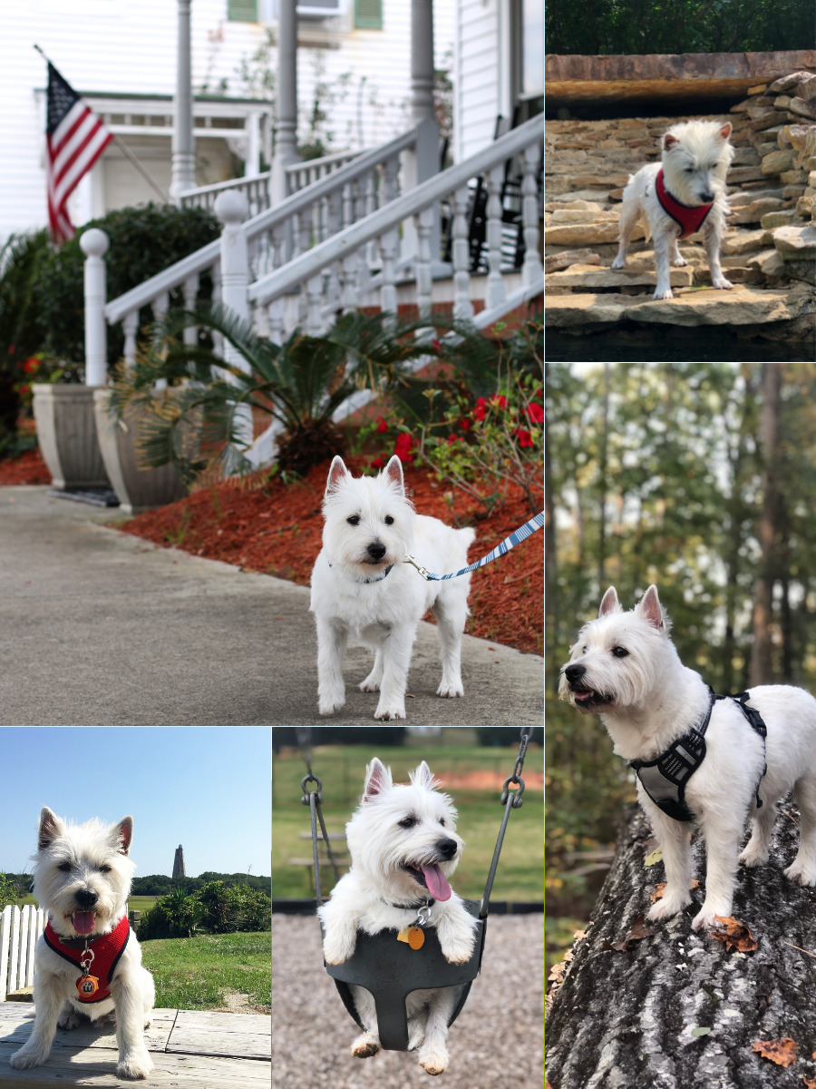 collage of dog