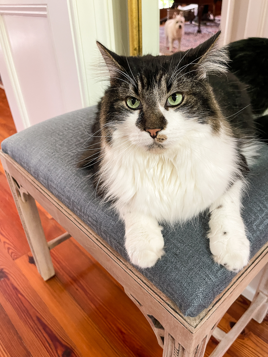 cat on stool