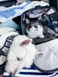 cat and dog