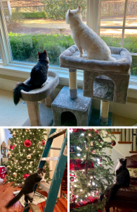 pet collage